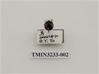 藏品(黃斑盤瓢蟲)的圖片